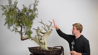 Creating a Juniper Bonsai from Yamadori material [upl. by Leund949]