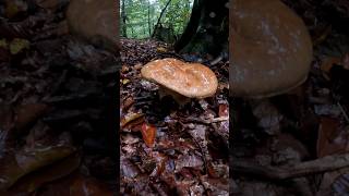 Porcini🍄Boletus Reticulatus11102024rainy day mushroom wildmushrooms grzyby short fungi [upl. by Ennoirb]