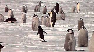 Adelie Penguin Getting his Marching Orders from Adult Emperor Cape Washington Antarctica 2008 [upl. by Auburta]