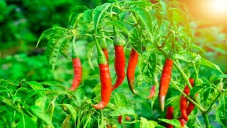 How to Grow Chillis  Mitre 10 Easy As Garden [upl. by Sitoel]