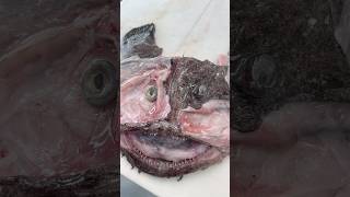 Craziest Fish Cheek Removal DexterOutdoors [upl. by Nomyaw]