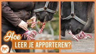 Vrijheidsdressuur  Je paard leren apporteren [upl. by Abrams]