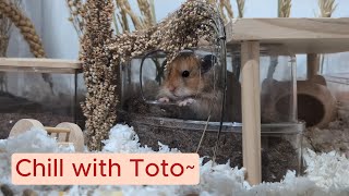 Chill with Toto the Syrian Long hair hamster [upl. by Labinnah]