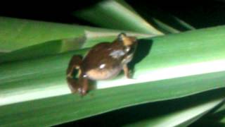 Grenouille siffleuse Guadeloupe [upl. by Foley]