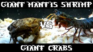 Giant Smashing Mantis Shrimp VS Giant Crabs [upl. by Etteuqram]