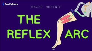 Reflex Arc Simple Explanation  IGCSE amp GCSE Biology 2024  The Nervous System Explained [upl. by Brine]