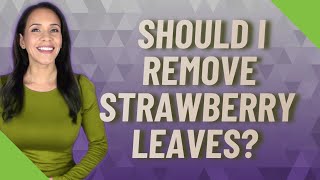 Should I remove strawberry leaves [upl. by Notrab382]