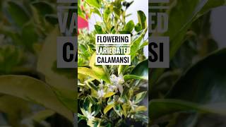 Have you ever seen or smelled calamansi calamondin flowers [upl. by Vish]