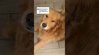 Golden Retrievers Heartwarming Love for Grandma [upl. by Nodnil]