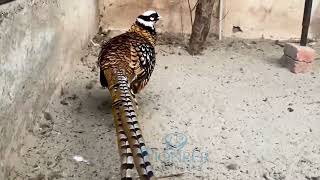 Reeves Pheasant  Longest Tail Pheasant  Most Beautiful Tail Bird [upl. by Aikem]