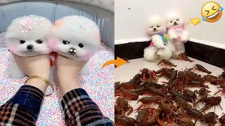 Tik Tok Chó Phốc Sóc Mini 😍 Funny and Cute Pomeranian 269 [upl. by Nivag]