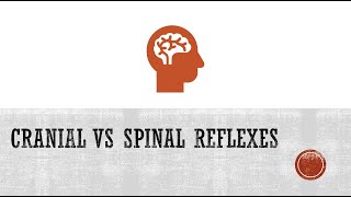 Reflexes Cranial Reflexes vs Spinal Reflexes [upl. by Sewel]