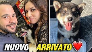 🐕 Nuovo Arrivato in Famiglia LOKI ❤️ [upl. by Sunil]