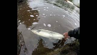 Salmon Fly Fishing Ireland late June 2024 [upl. by Aneres412]