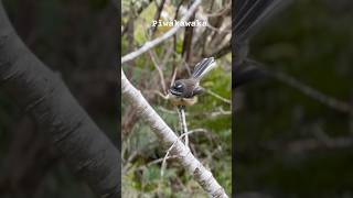 Fantail  New Zealand native bird newzealand aotearoa nz newzealandguide explorenz wildlife [upl. by Fredela]