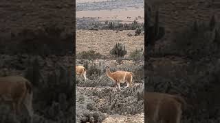 Guanacos at the beginning of the Atacama desert in Chile atacama guanaco [upl. by Wooldridge]