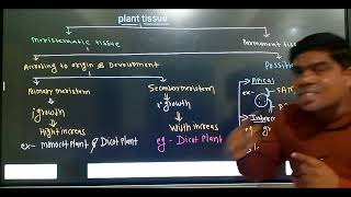 Anatomy of flowering plants plant tissue [upl. by Valli84]