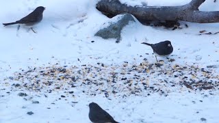 Little Birds In The Snow  Classical Music [upl. by Suivatnod]