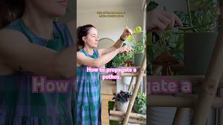 The Easiest Houseplant to Propagate Learn how to Propagate the Pothos Plant EpipremnumAureum [upl. by Conlan]