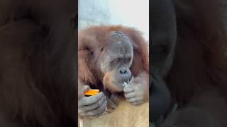 Orangutans Are The Most Intelligent Apes On Earth [upl. by Asirehc]