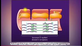 excitation contraction coupling [upl. by Ademla]