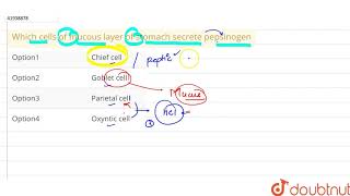 Which cells of mucous layer of stomach secrete pepsinogen [upl. by Trumann]