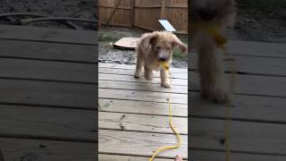 Im Fishin for Labradoodles doodle puppy fishing labradoodles [upl. by Bebe]