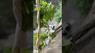 Ring Tailed Lemurs Loving Browse  Cincinnati Zoo shorts [upl. by Therron]