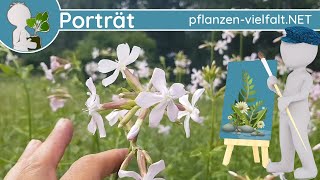 🖼️ Porträt 136  Gewöhnliches Seifenkraut Saponaria officinalis  Steckbrief Giftig [upl. by Oirogerg306]