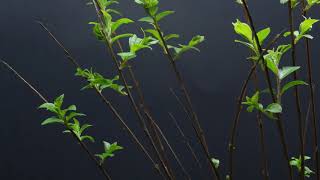 Crepe Myrtle Emerging From Winter Slumber  7 Day Time Lapse  4k [upl. by Eisoj]