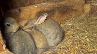 Flemish Giant Bunny Rabbit Babies [upl. by Leunammi801]