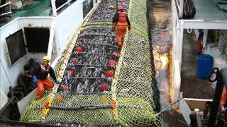 Pollock Fishing in the Bering Sea Alaska [upl. by Florin]