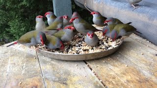 Red browed green finch feeding time [upl. by Rosio]