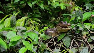 Explore Costa Rica [upl. by Louisa328]