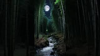 Moonlit Bamboo Forest nature beautiful naturelovers forest bamboo [upl. by Vokay]