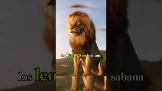 Territorio SALVAJE Tierra donde solo sobreviven los MAS FUERTES 😱animales shorts vidasalvaje [upl. by Kristoforo]