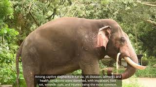 Healing Giants a short film by Oviya MSc Wildlife Conservation Action Programme [upl. by Dranoel17]