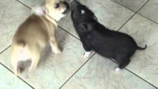 Mini pig and puppy Playing together so cute [upl. by Ahsilad]