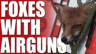 Fieldsports Britain  Foxes with airguns [upl. by Ade]