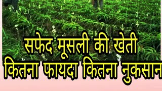 सफेद मूसली की खेती  करें तो सौ बार सोच समझकर करें safed musli ki kheti kese kre [upl. by Matthews22]