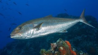 Facts The Greater Amberjack [upl. by Achilles]