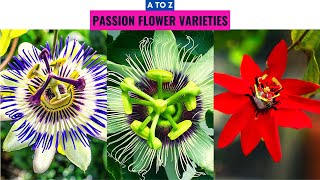 Passion Flower Varieties A to Z [upl. by Terrena]