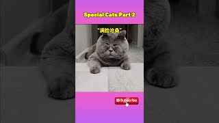 Special Cats Part2 funnypets animals petlife pets shortsvideo cats [upl. by Emera]