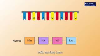 Animation 262 Gene mutations [upl. by Ahseniuq941]