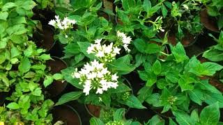 Pentas 🌸 Perennial flowers 🌱 Growing with caring Method  Best evergreen flowering plants [upl. by Haeluj]