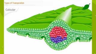 Transpiration In Plants [upl. by Lazos]