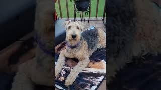 Airedale Terrier  Great Dog for a Homestead [upl. by Filbert499]