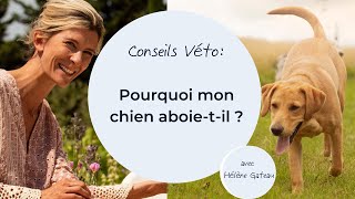 Pourquoi mon chien aboietil [upl. by Stempien270]