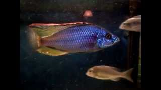 Macho ¿Dimidiochromis strigatus forociclidoscom [upl. by Enilesoj]