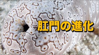 なぜ動物は肛門を持つようになったのか？｜肛門がいくつもある動物はいるの？ [upl. by Bush35]